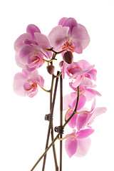 Image showing Beautiful pink orchid