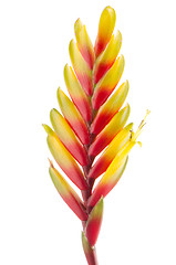 Image showing Bromelia Flower