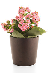 Image showing Kalanchoe Calandiva flowers