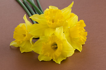 Image showing Jonquil flowers