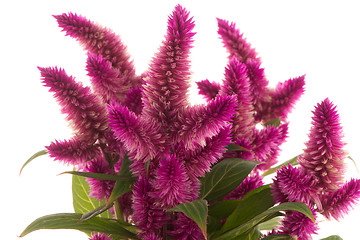 Image showing Cockscomb celosia spicata plant