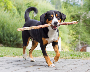 Image showing Sennenhund playing with long branch