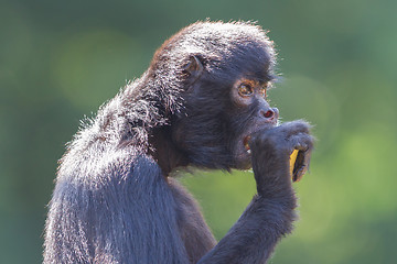 Image showing Spider monkey (Ateles fusciceps)