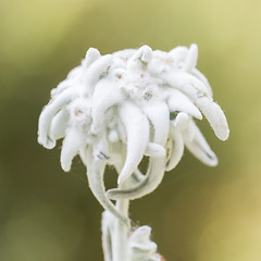 Image showing Close-up of an Edelweiss flower