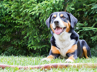 Image showing Sennenhund waiting for his boss to play with him