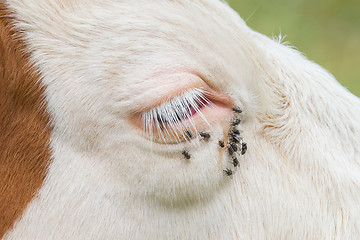 Image showing Troublesome flies in the cow\'s eye