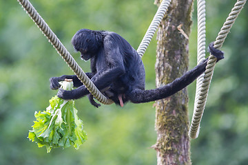 Image showing Spider monkey (Ateles fusciceps)