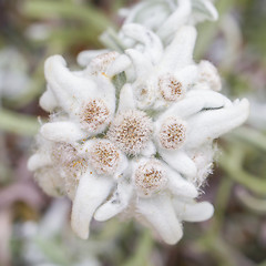 Image showing Close-up of an Edelweiss flower