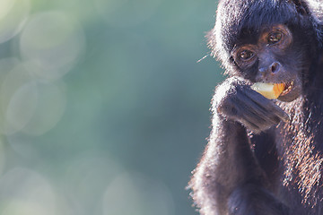 Image showing Spider monkey (Ateles fusciceps)