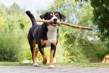Image showing Sennenhund playing with long branch