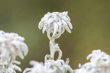 Image showing Close-up of an Edelweiss flower