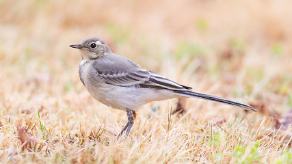 Image showing Yellow wagtail, female