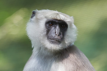 Image showing Grey Langur (Semnopithecus Schistaceus)