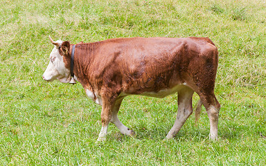 Image showing Brown milk cow in a meadow of grass