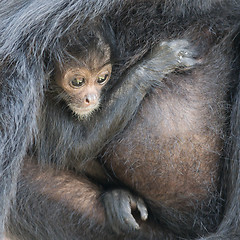 Image showing Spider monkey (Ateles fusciceps)