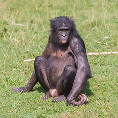 Image showing Adult bonobo 