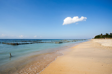 Image showing Plantations of seaweed on dream beach, Algae at low tide