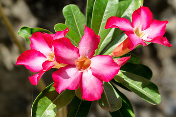 Image showing beautiful red Adenium flowers