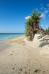 Image showing dream beach, Bali Indonesia, Nusa Penida island