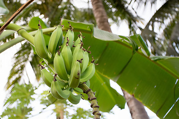 Image showing unripe bananas on the tree