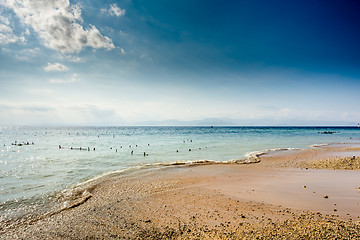 Image showing Plantations of seaweed on beach, Algae at low tide