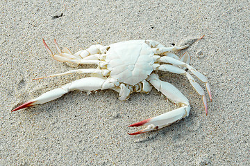 Image showing dead white crab on sandy beach
