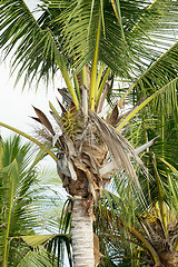 Image showing coco-palm tree against blue sky