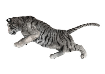 Image showing White Tiger