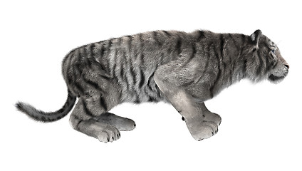 Image showing White Tiger