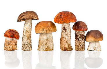 Image showing Orange-cap Boletus and porcini mushroom