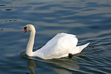 Image showing Swimming swan