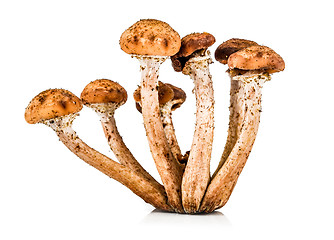 Image showing Mushroom a honey agaric