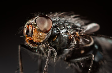 Image showing Housefly close-up.