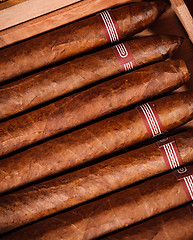 Image showing Cigars in humidor