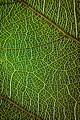 Image showing abstract background green leaf close-up