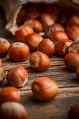 Image showing Hazelnuts