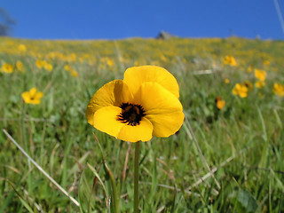Image showing Yellow Wildflower