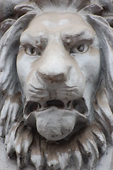 Image showing Lion