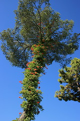 Image showing Mediterranean pine