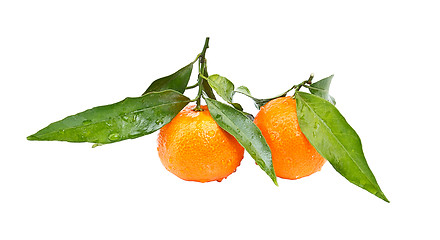 Image showing Clementines