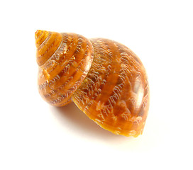 Image showing shell