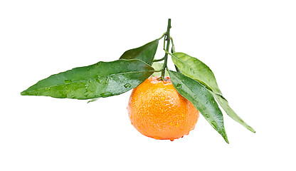 Image showing Clementine