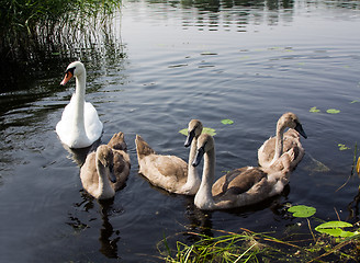 Image showing Swans on the lake