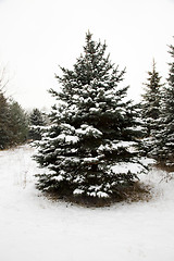 Image showing Winter forest