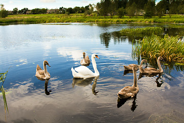 Image showing floating Swan