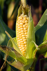 Image showing  grow corn