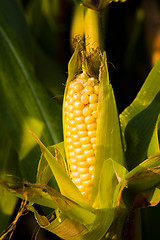 Image showing yellow corn