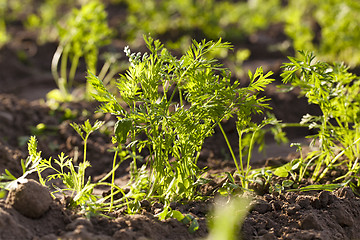 Image showing carrots  