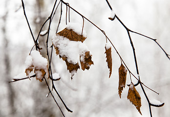 Image showing branches of the tree in winter