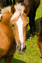 Image showing horses in the Meadow